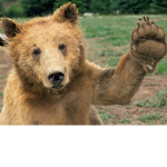 Bear Fans