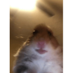 Hamster club family