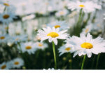 Fleur Marguerite
