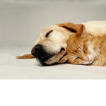 Kitty Group and Dogo Group!