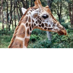 The Official Giraffe Of Sentry Group