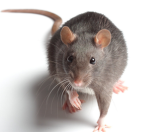 The Mini Ratz