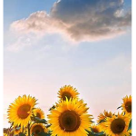 Sunflower..Squad..Official