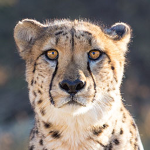 Ultimate Cheetah Fan Group