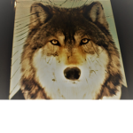 DogWolf