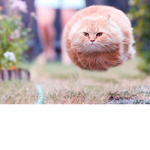 The Flying Cat Clan
