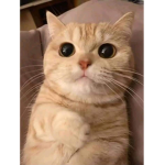 gаmesense