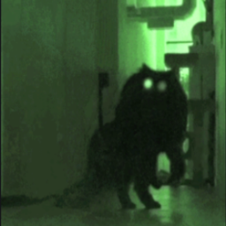 🐱