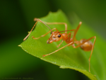 WIVA ANT GROUP