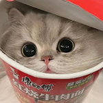 Ramen Cat Community