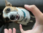 angrydog club