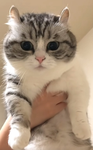Шоколад студио