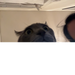 Dhdbf gtg