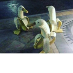 BANANA GOOSE CULT