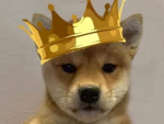 Doge Alliance!!!