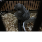 Kiwi the bird