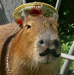 Capybara from mexico