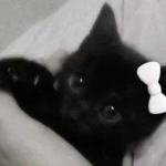 cats crew,,