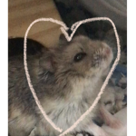 Sammi_Playz Fan Group