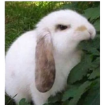 Angry Bunnies