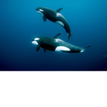 Orca Cult