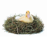 Duckys Nest