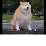Chonk Doge Cult