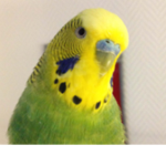 -bird army-