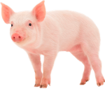 PIG A R M E