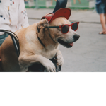 Hunden