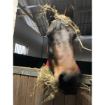 The horsey fan club