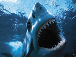 sharky squad fan club