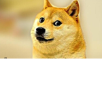 Doges are pros