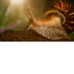 Snails Corporate