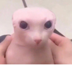 mafia del gato pelon