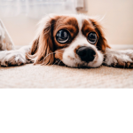 Puppy and dogs love