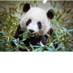 Lovely panda girl