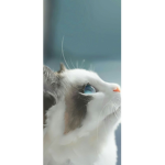 Kittyfan group