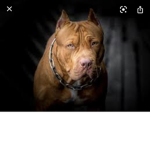 He’ll dogs love