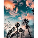 ~Sunset Palms Clothing~