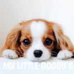 My little doggy’s