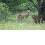 Chill deer