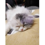 ๆ