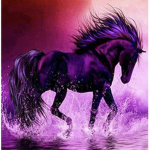 Horsey wonder land