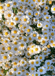 •* daisys hangout group! *•