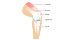 liam-ligament studios