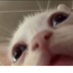 Kitty Kavern