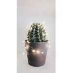 ~ Cactus Cuties ~
