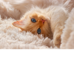 I like cat!:)
