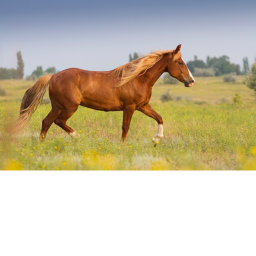 ♥ Strawberry stables ♥